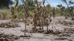 Chaco y Catamarca están bajo emergencia agropecuaria