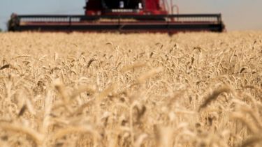 Estiman que la cosecha llegará a una cifra récord de 146 millones de toneladas