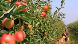 El dilema del campo y sus costos laborales