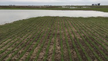 El rinde triguero pasa de 27 a 30 quintales por hectárea, subrayó la BCR.