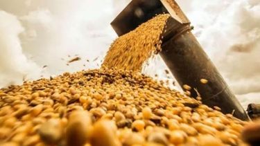 Bajó la soja, pero subieron el maíz y el trigo en Chicago