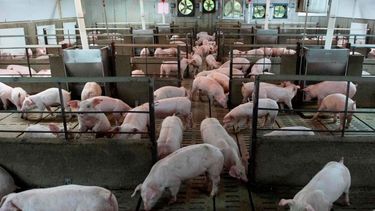 Confirman que sigue en marcha el proyecto porcino junto a China