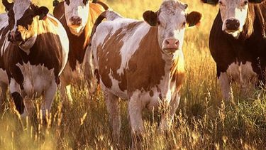 El 2015 fue un año de déficit para el stock vacuno nacional