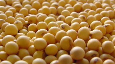 Pronostican que los precios de los granos se mantendrán estables