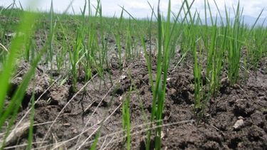 Tres provincias están bajo emergencia agropecuaria