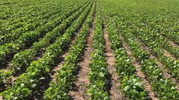 INTA pidió que continúe el monitoreo de soja en Entre Ríos