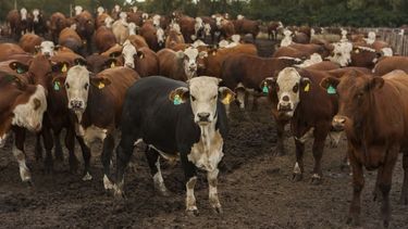 El stock ganadero tuvo una reducción en 2021