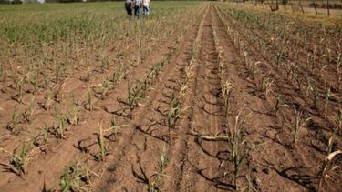 Miden la presión impositiva de las provincias en el agro