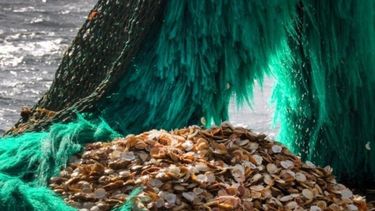 Establecen captura máxima para la vieira patagónica