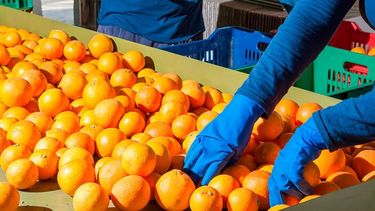 Facilidades de pago en impuestos de la cadena citrícola