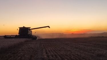 El 60% del trigo se encuentra en encañazón mientras que el 40% transita el período de espigazón.