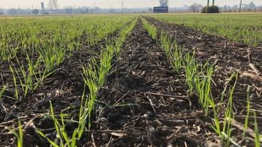 Mejoraron las condiciones de crecimiento en la siembra de trigo