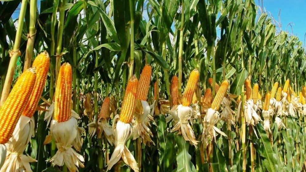 Elevan a 48 millones de toneladas la proyección del maíz para el 2021