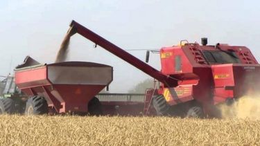 De a poco, empieza a mostrarse el trigo