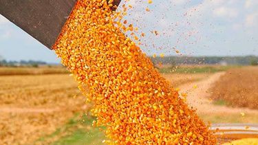 Estiman que la cosecha de maíz llegará a récord de 12 millones de toneladas