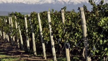 El Estado invierte más de US$ 10 millones para combatir la "polilla de la vid"