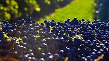 Nuevas oportunidades para el comercio de vino argentino