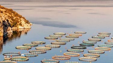 Cooperación estratégica para promover la acuicultura sustentable