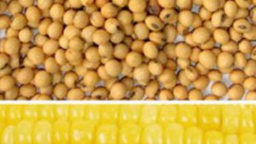 Chicago semanal: la soja y el maíz cerraron en positivo