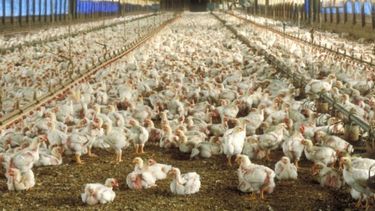 La producción de carne aviar tuvo una caída cercana al 5%