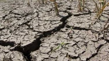 La sequía generaría una pérdida de 4.350 millones de dólares