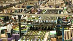 Frutícolas despidieron a más de una centena de trabajadores en Río Negro