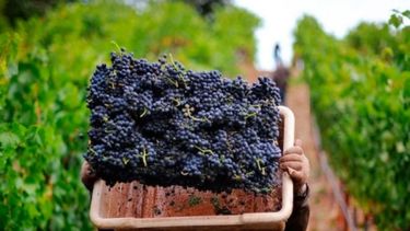 El sector vitivinícola busca ampliar exportaciones por US$ 100 millones