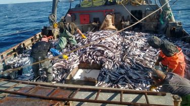 La decisión de la Comisión Técnica Mixta del Frente Marítimo sobre la pesca de merluza.