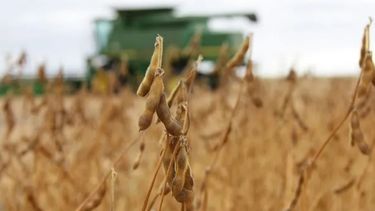 La soja quedó arriba de los US$ 500 por primera vez desde 2014