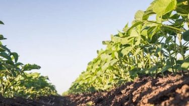 Cultivos sustentables: la próxima revolución tecnológica en agroindustria