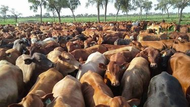 La faena de ganado tuvo una baja intermensual mayor a 9%