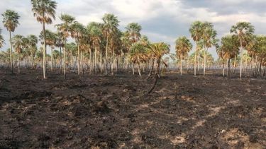 Facilitan el acceso a beneficios fiscales para productores agropecuarios