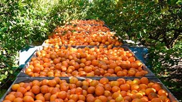 Emergencia económica para cítricos de cinco provincias