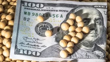 Prorrogan plazo para las DD.JJ. de aplicantes al nuevo dólar soja