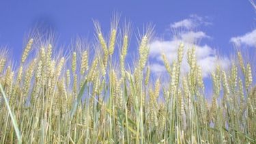 Reducen las estimaciones de siembra de trigo en 100 mil hectáreas