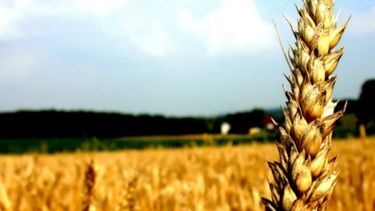 Solicitan acelerar los cambios en el mercado del trigo