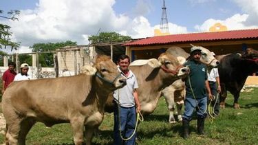 Técnico del INTA recomienda a ganaderos proyectar para minimizar riesgos