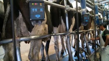 Observan un repunte del sector lechero durante 2020