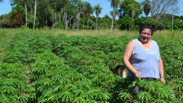 Mejoran el rendimiento en cosecha de mandioca sin agroquímicos