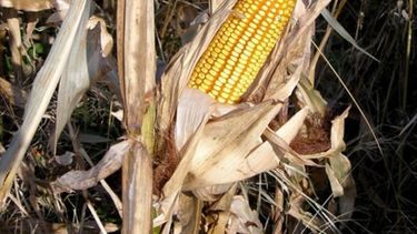 Por la sequía, prevén un nuevo recorte del área de maíz