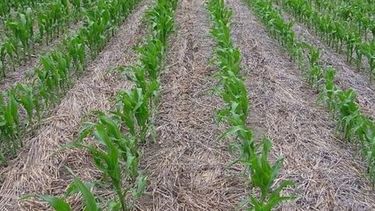 Aconsejan sembrar maíz tardío y no soja de segunda sobre trigo en la zona núcleo