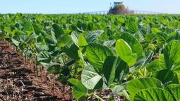 La siembra de soja tiene un retraso del 45% en la zona núcleo