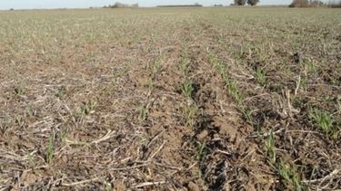 Las lluvias fueron hasta un 70% menos de lo normal en noviembre