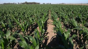 USDA prevé menos existencias de maíz y soja en Estados Unidos