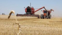 Santa Fe tuvo su mejor campaña de trigo en diez años