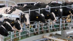 La producción láctea sufrió en 2016 la peor caída en nueve años