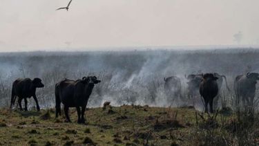 Las pérdidas en Corrientes superan los 67 mil millones de pesos