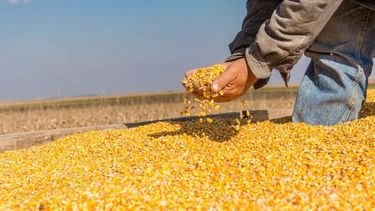 Analizan un fondo para desacoplar los precios internos del trigo, maíz y pollo