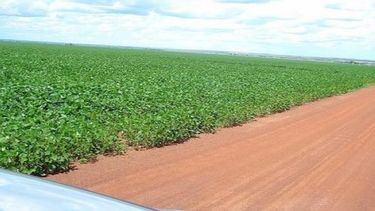 Se sembró casi el 70 por ciento de la soja proyectada