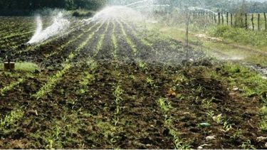 Nuevas lluvias causan demoras en la cosecha de maíz